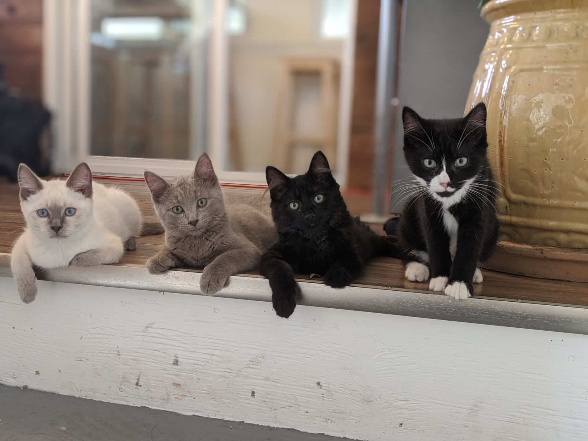 war room most pet friendly office in canada foster kittens sitting on stairs