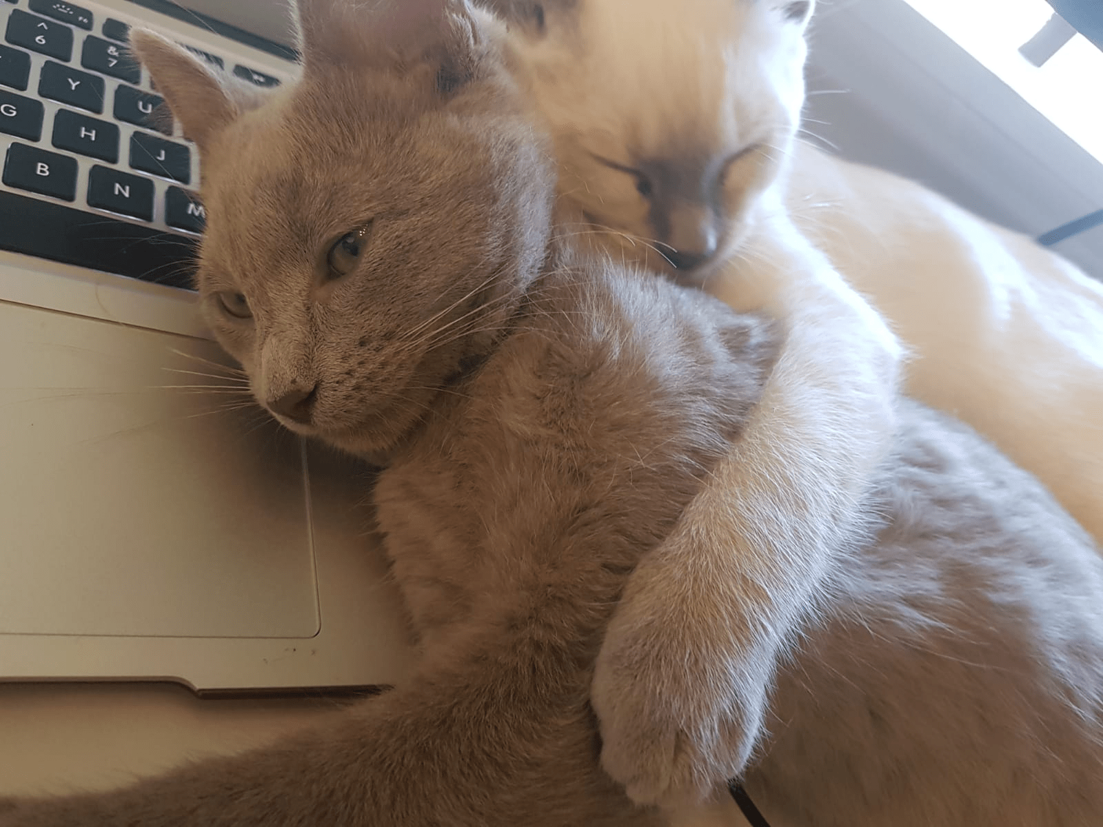 war room most pet friendly office in canada cat cuddle nap