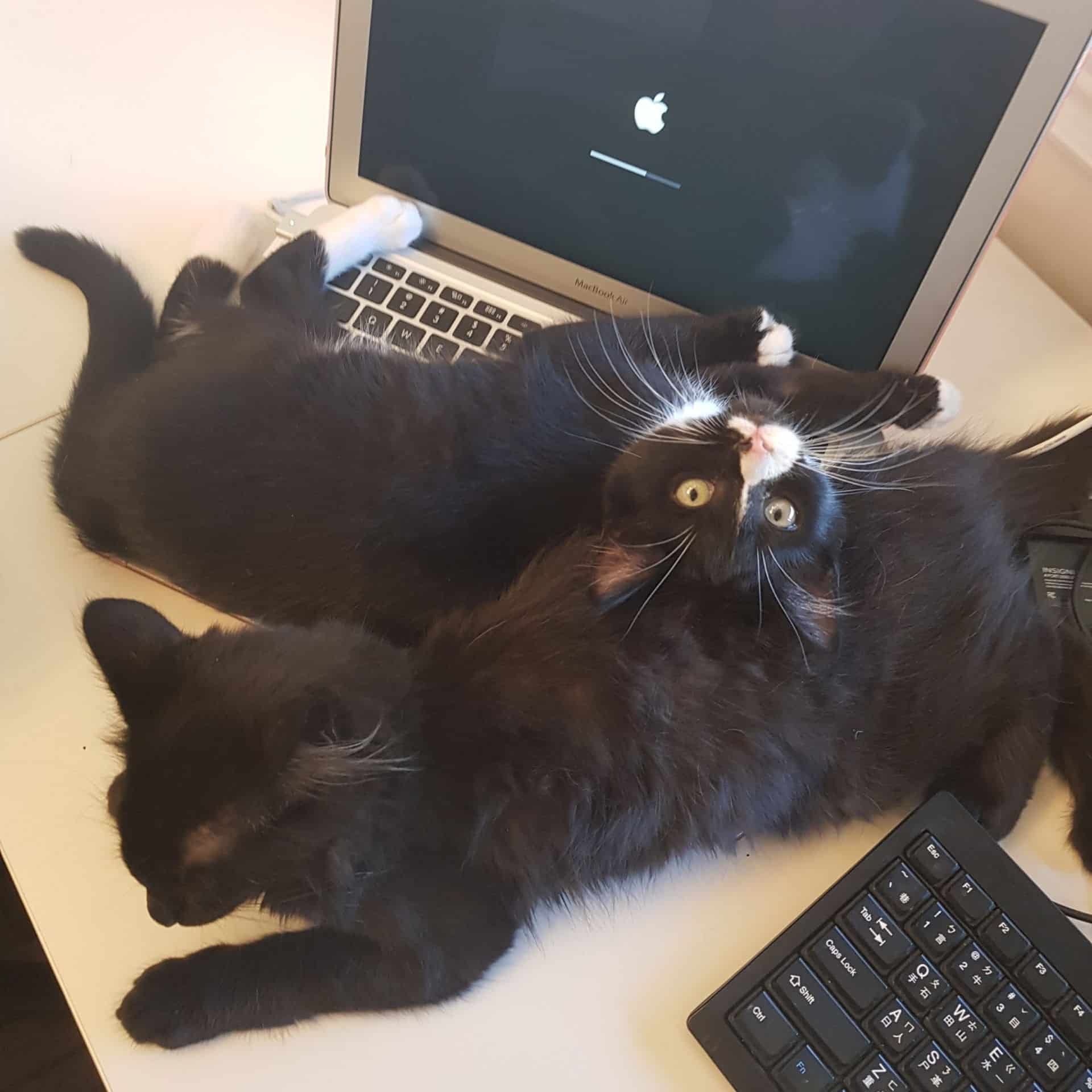 war room most pet friendly office in canada black kitty pile